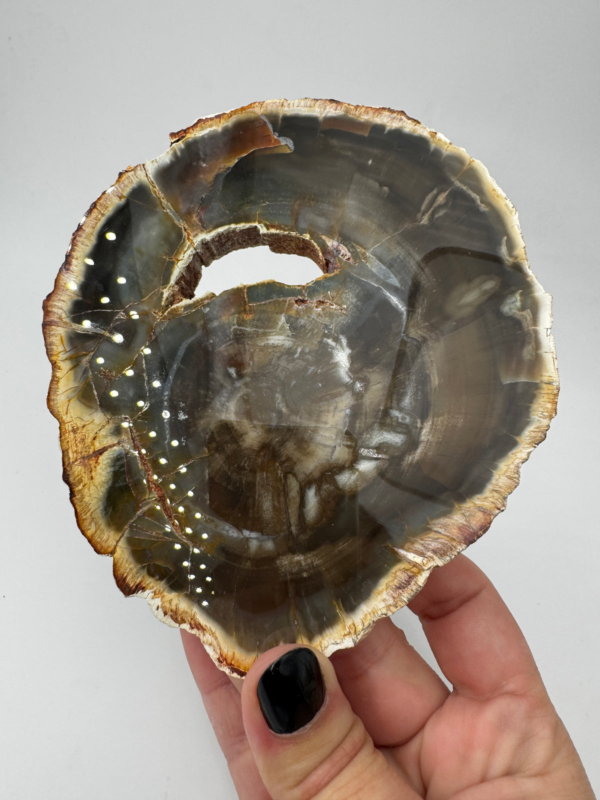 Polierter Anschliff aus versteinertem Holz aus Madagaskar mit sichtbarer fossiler Maserung und Zellstruktur, 13 × 11 × 1,4 cm.