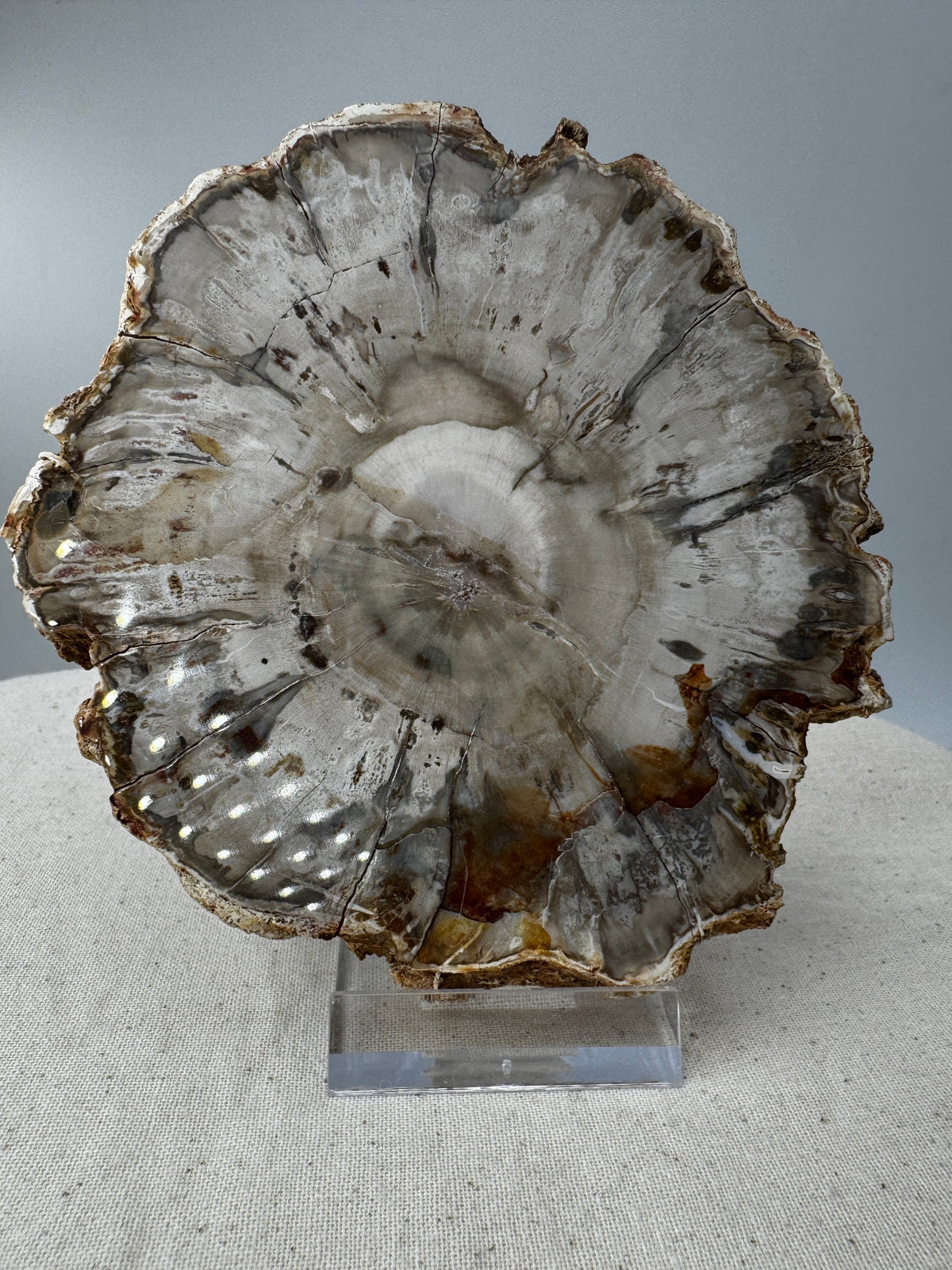 Polierter Anschliff aus versteinertem Holz aus Madagaskar mit sichtbarer fossiler Maserung und Zellstruktur, 11,6 × 10,4 × 1,1 cm.
