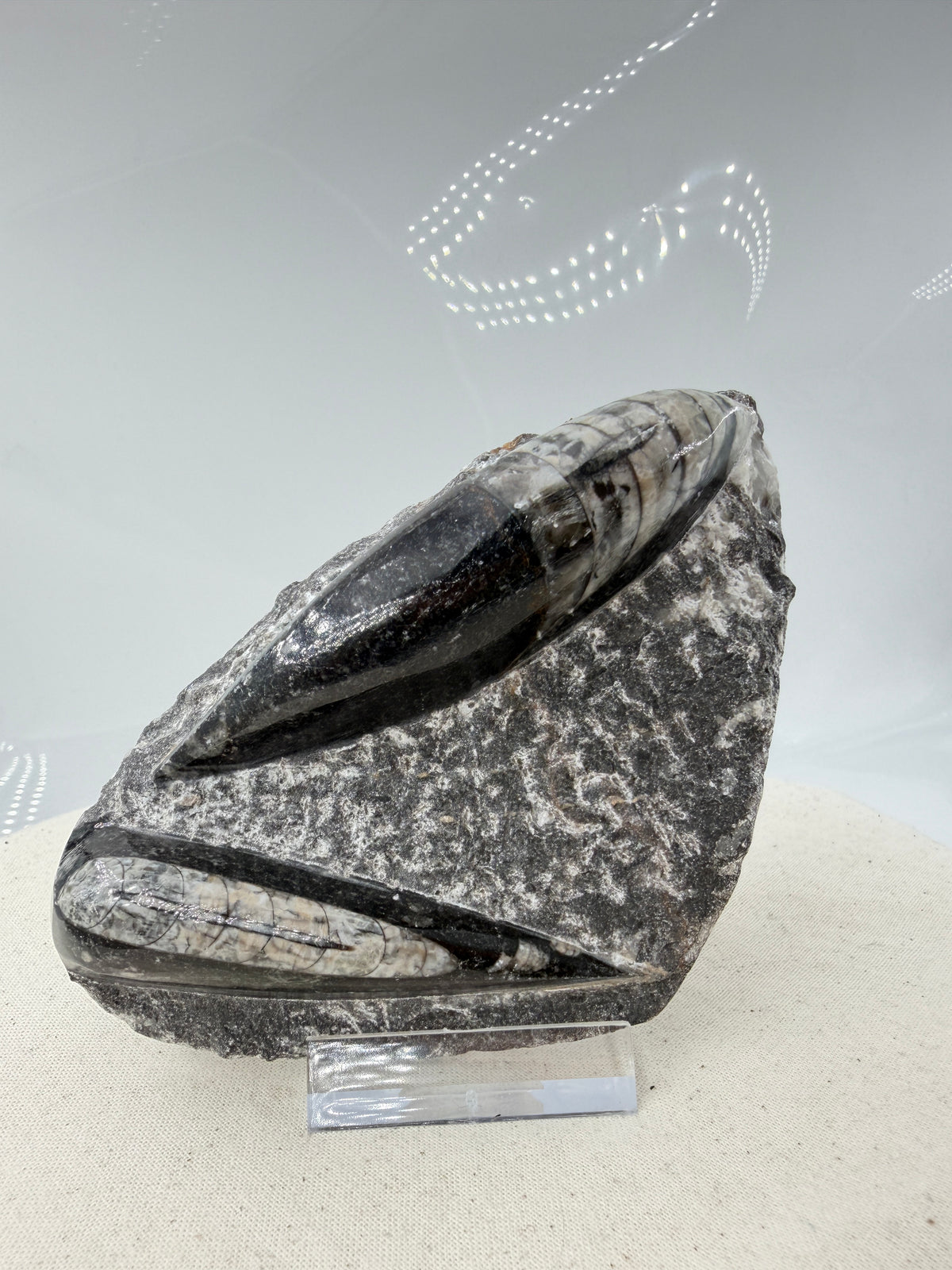 Angeschliffene Orthocera OR12 – Fossil mit sichtbaren Kammern, 11,8 × 7,6 cm