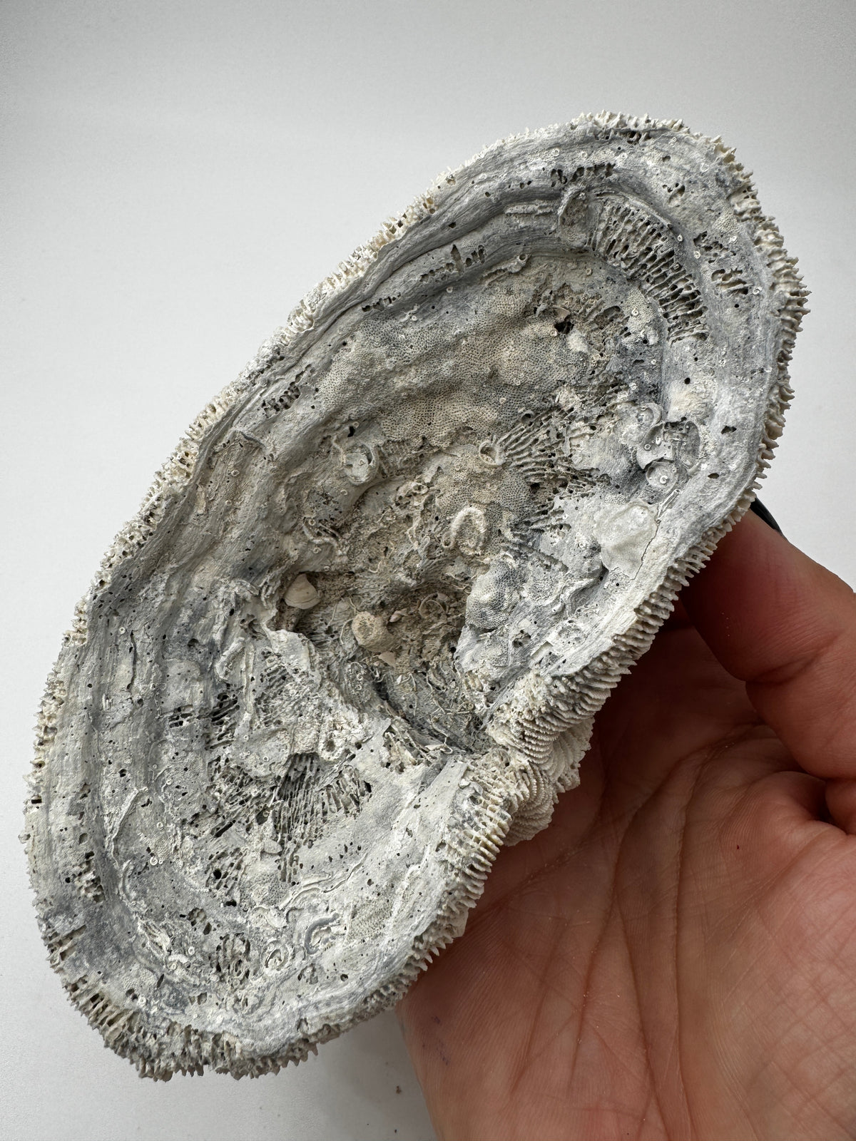 Versteinerte Koralle VK59 aus Florida, langgestrecktes Miozän-Fossil mit konservierten Polypenkelchen.