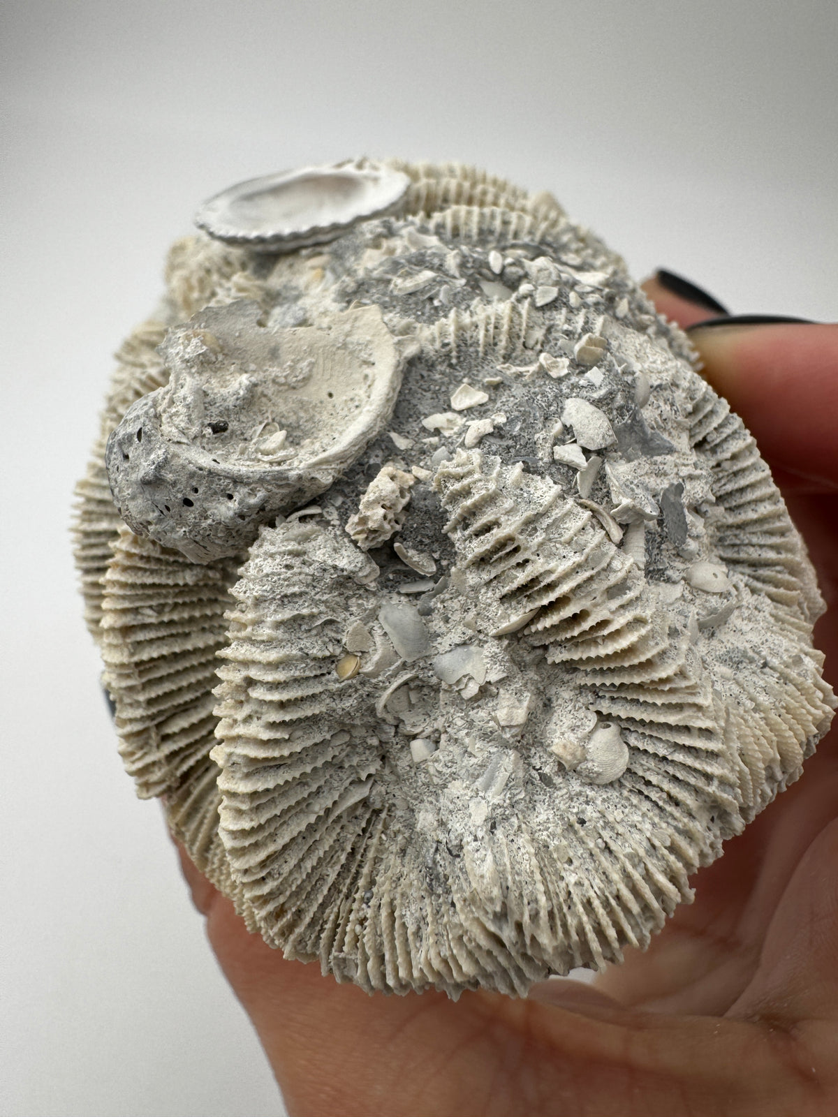 Versteinerte Koralle VK59 aus Florida, langgestrecktes Miozän-Fossil mit konservierten Polypenkelchen.